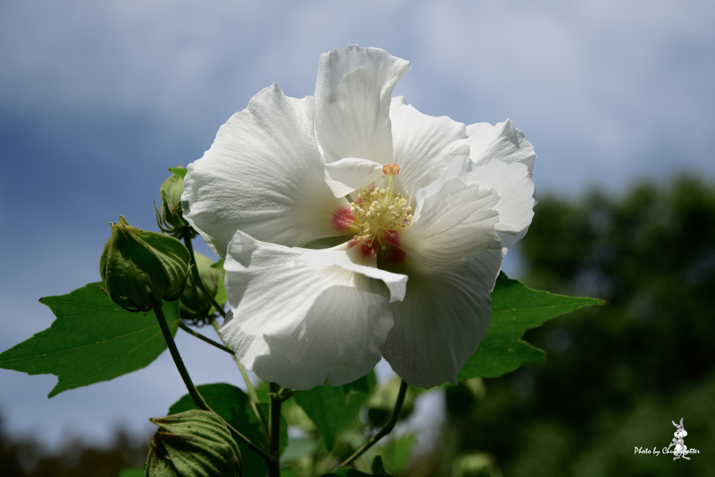 久しぶりの花散歩　2