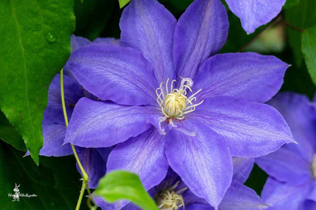 久しぶりの花散歩　1