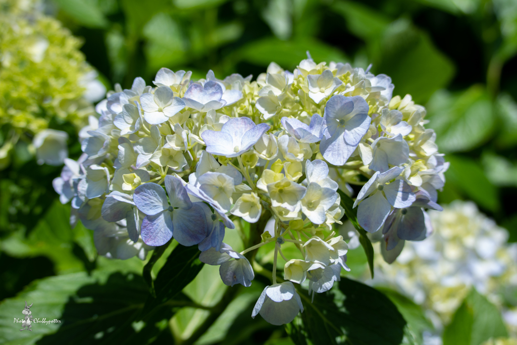 きょうは紫陽花で 2