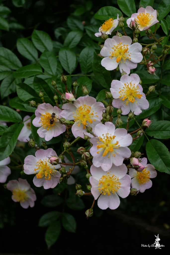 薔薇散歩　続きの10