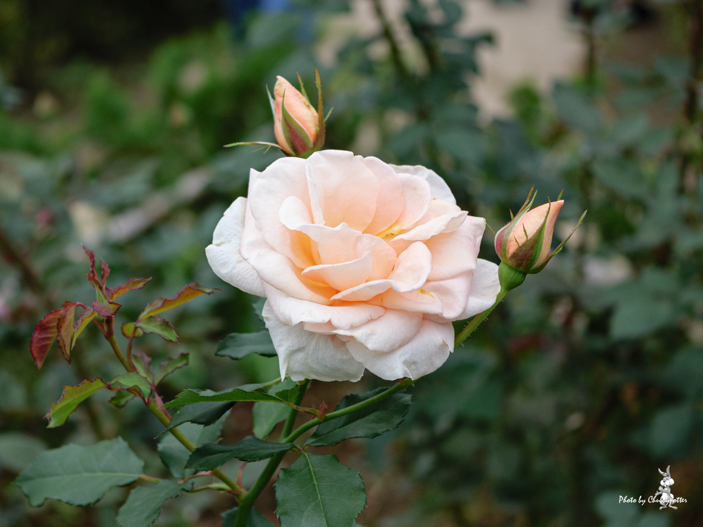 秋の薔薇、撮っておかないと 5