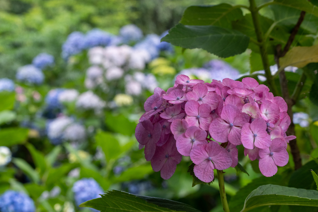 本土寺の紫陽花4