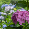 本土寺の紫陽花4