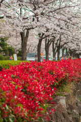 桜通りを歩く