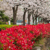 桜通りを歩く