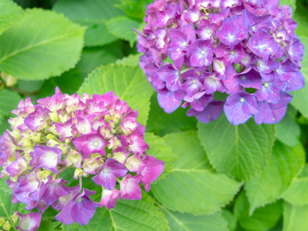 今日は雨模様なので紫陽花2