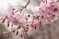 桜 再択:「春の散歩」を掘り返してみる3