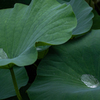 蓮の葉 1