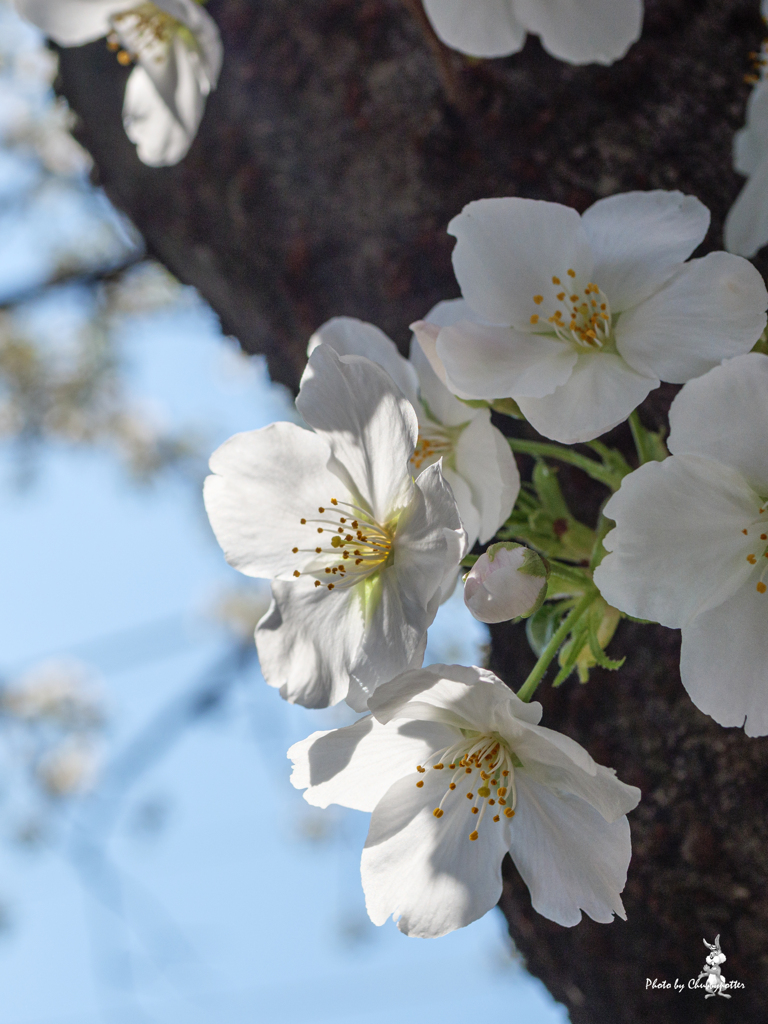 大島桜　染井吉野を待って3