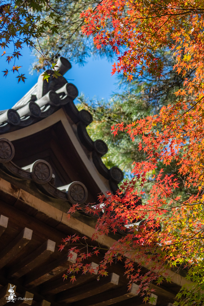 東漸寺の紅葉 シリーズ2-4