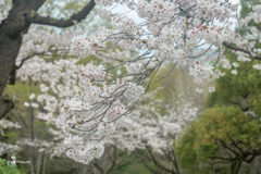 北の丸公園の桜