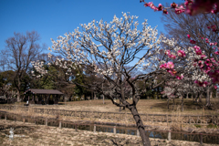 今しばらくは梅で 3