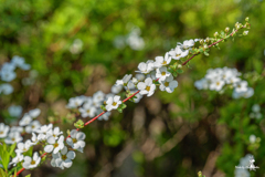 雪柳 桜を待つ間に3