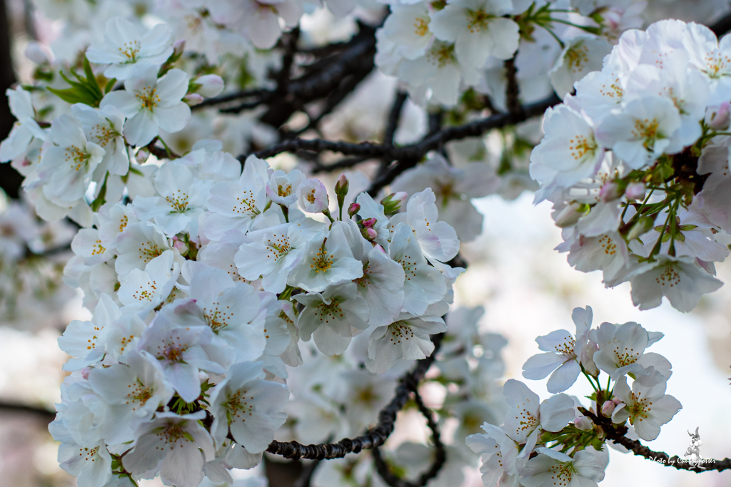 愈々桜の季節 1