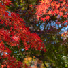東漸寺の紅葉 シリーズ2-3