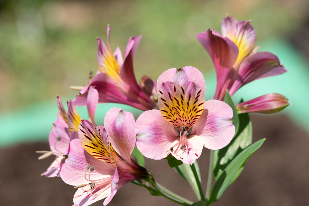 公園の花図鑑2 アルストロメリア