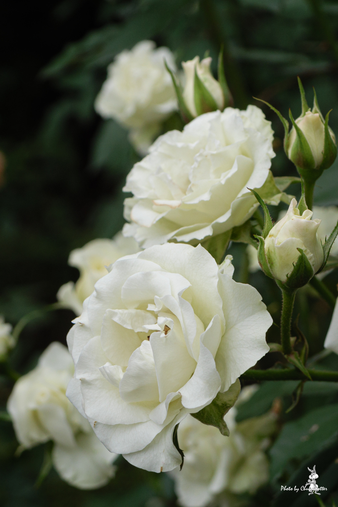 秋の薔薇、撮っておかないと 4