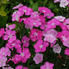 薔薇散歩　番外編の2