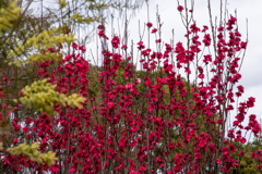 花桃 照手紅？