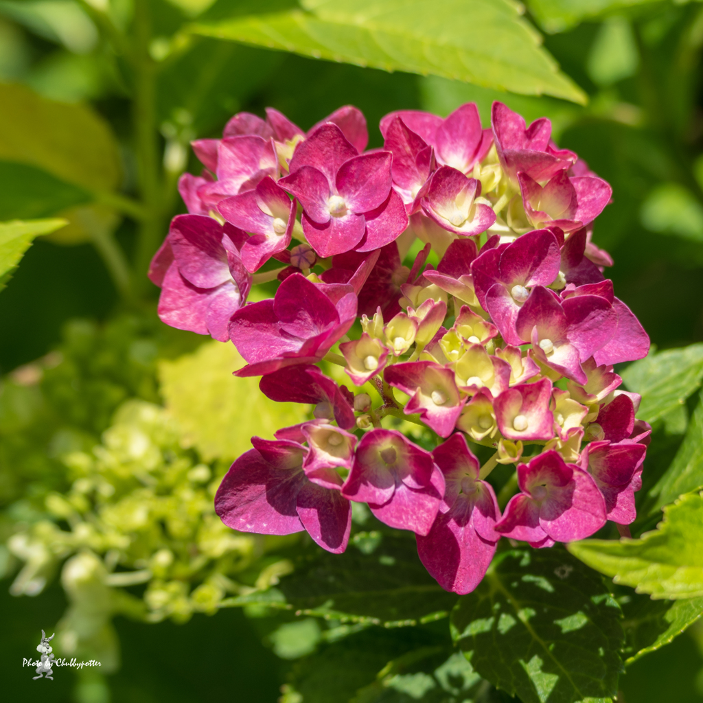 きょうは紫陽花で 1