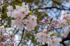 はしりの桜