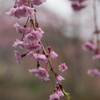 ピンク色の花たち 3
