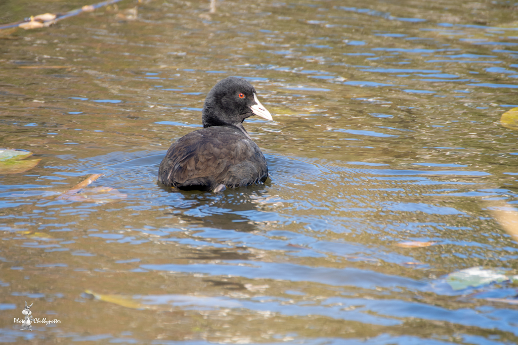 水元公園晩秋 オオバン