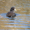 水元公園晩秋 オオバン