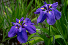 なごりの花菖蒲