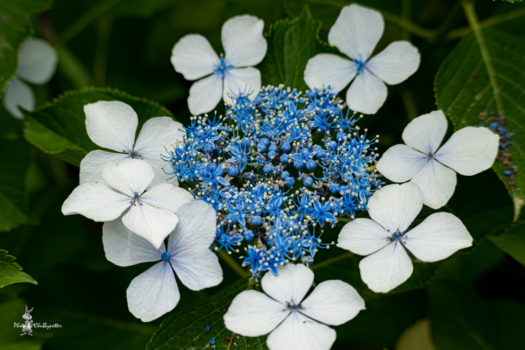 きょうは紫陽花で 6