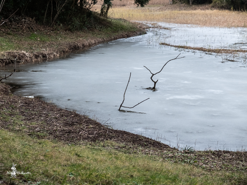 池も氷っていました。