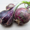 紫玉葱