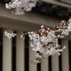 帝釈天参道にて