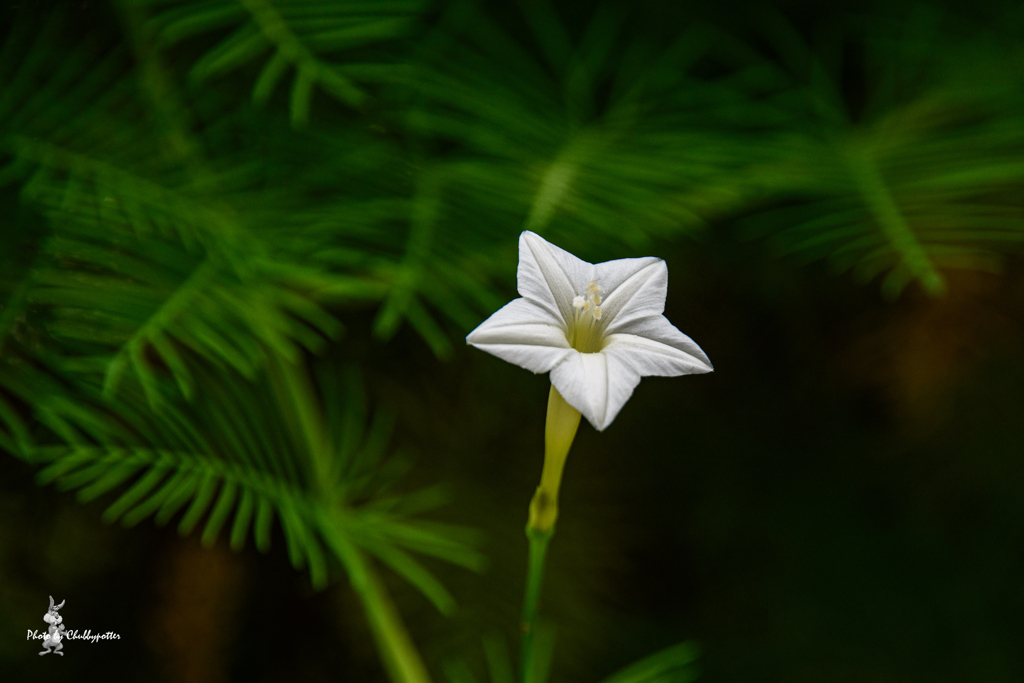 久しぶりの花散歩　5