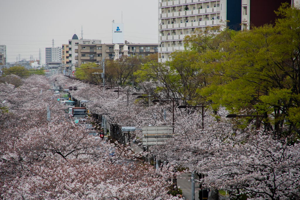 私はのんびり桜撮り