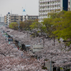 私はのんびり桜撮り