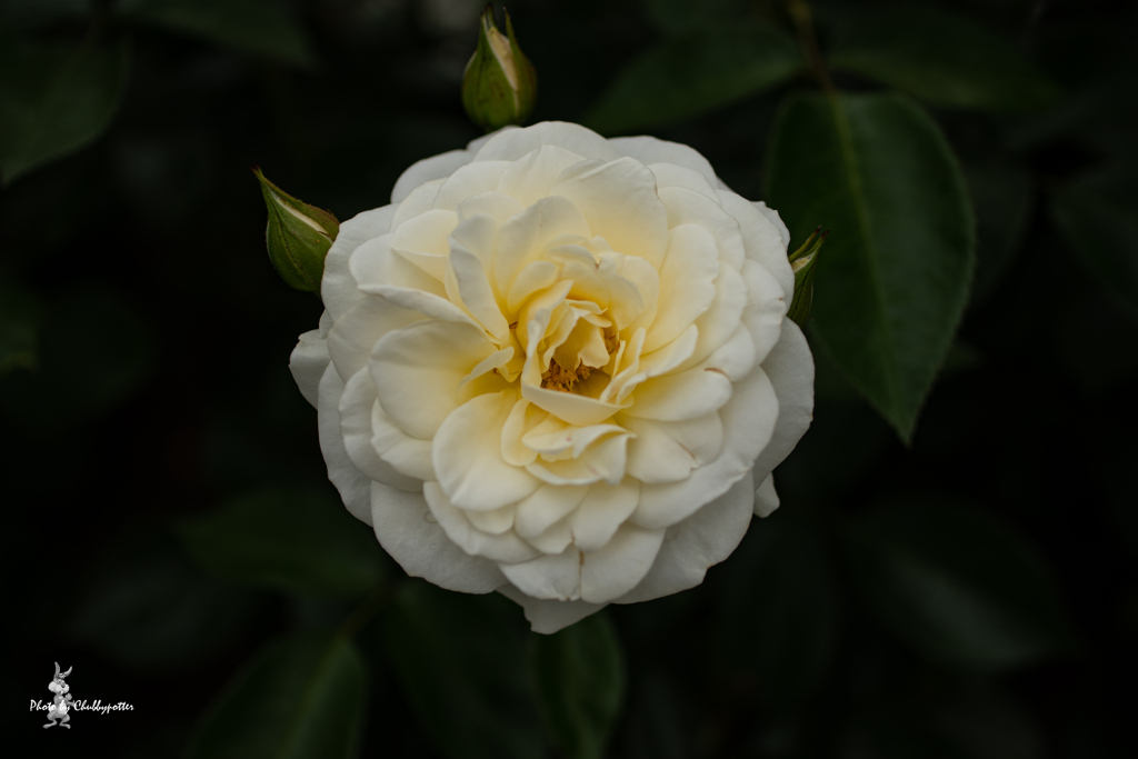 薔薇散歩 続きの3