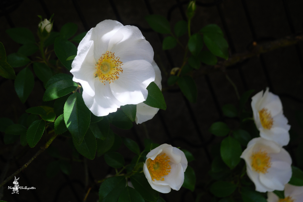 ナニワイバラ　4月の花散歩1