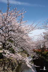 愈々桜の季節 3