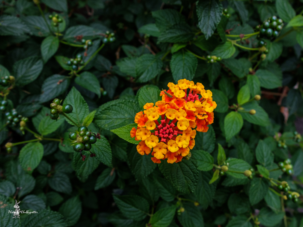 ご近所花めぐり 4