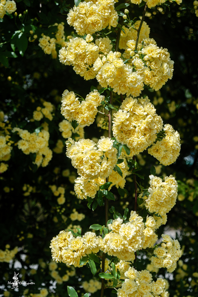 モッコウバラ　4月の花散歩2