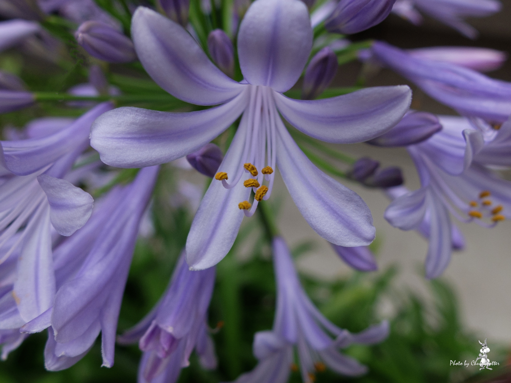ご近所花めぐり 2