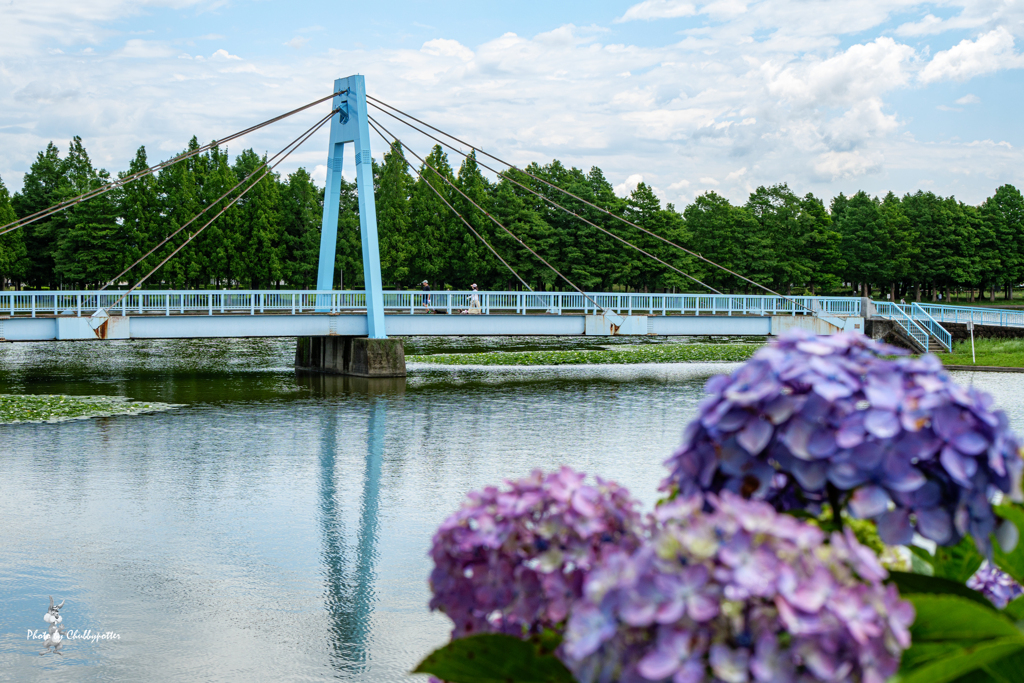 公園の紫陽花　5