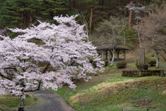 半田沼公園の桜