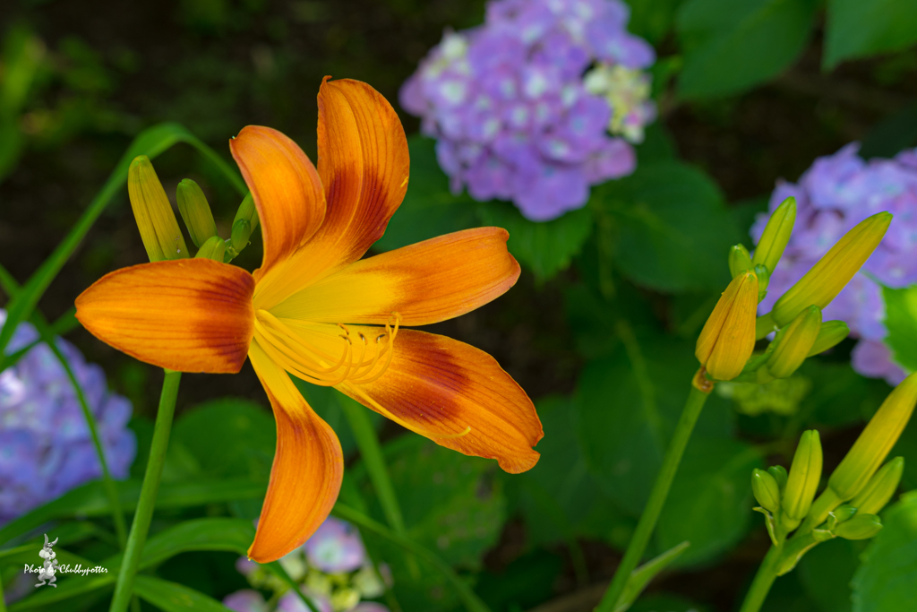 紫陽花巡り3