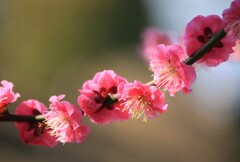 IMG_0459