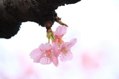 IMG_1571