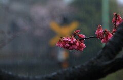 IMG_1705