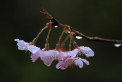 IMG_1737