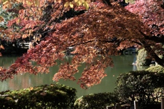綺麗に光る時間帯は短いです